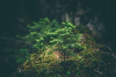 green fern plant