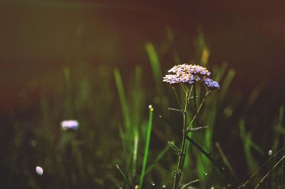 water drops on grass