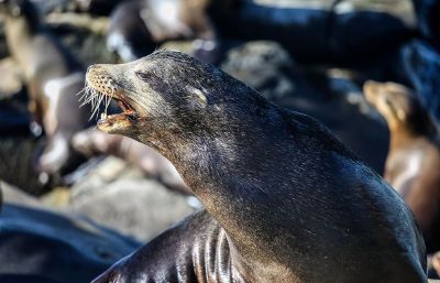 happy looking seal