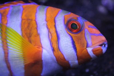 marine fish with teeth