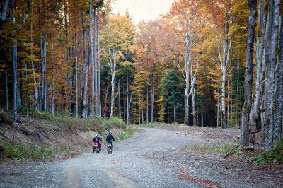 cyclists among the tall trees