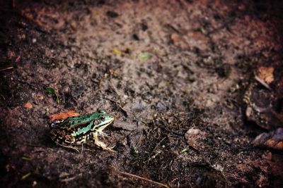 green frog on dirt