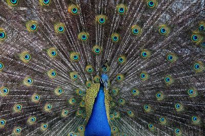 male peacock feather display