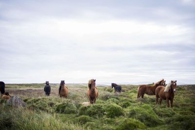 horses on a range