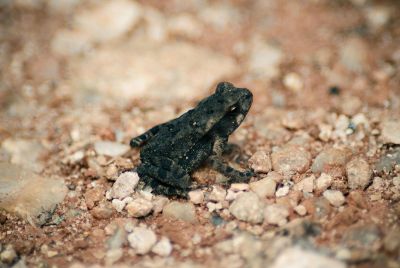 frog on rocks