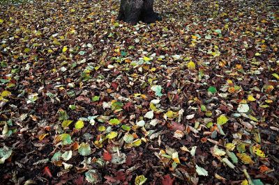 forest floor with leaves