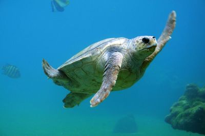 sea turtle in its habitat