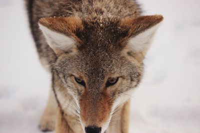 fox in the snow