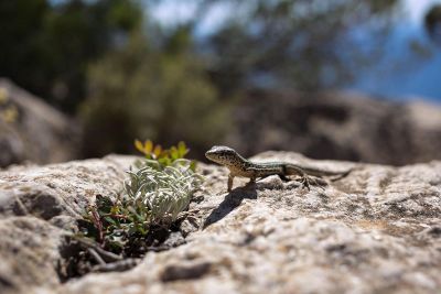 lizard on the rock