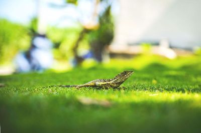 lizard in the grass