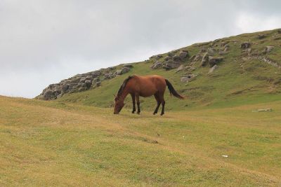 wild horse grazing