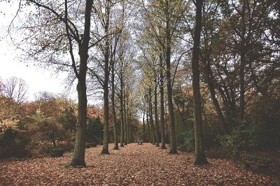 avenue of autunmal trees