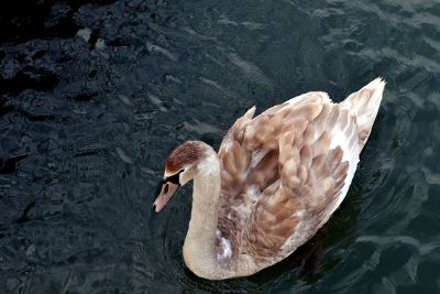 tan duck on water