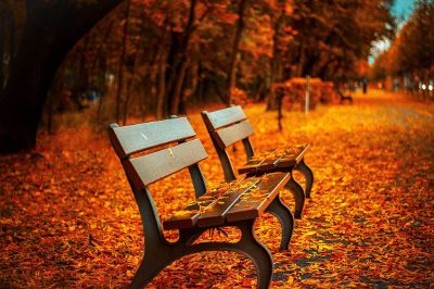 autumn scene in a park with two benches