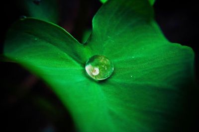 drop of water on a leaf