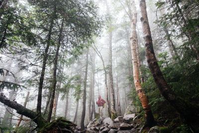 man in the forest