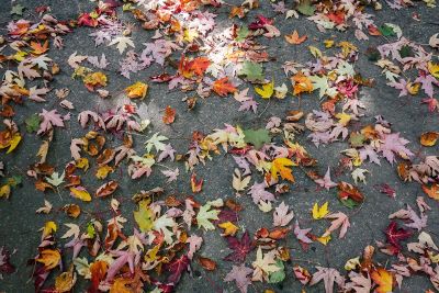 fall leaves on the ground