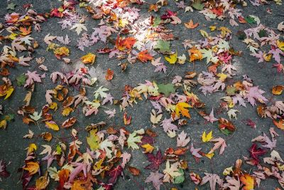 fall leaves on the ground