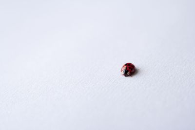 ladybug on white