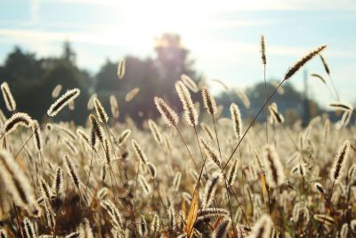 field of cattails