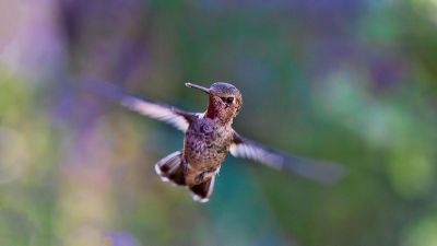 flying hummingbird