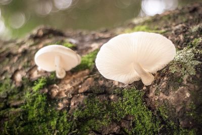 mushrooms on the trunk