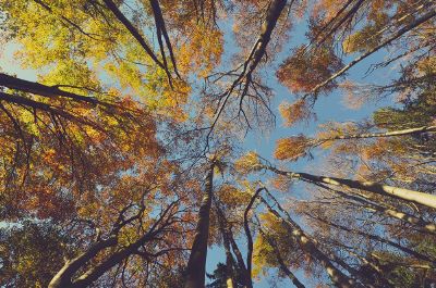 tall trees with yellow leafs