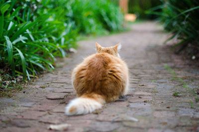 a cat laying on sidewalk