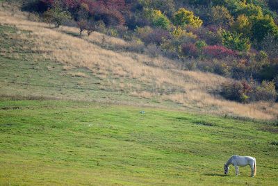 white horse on hillside