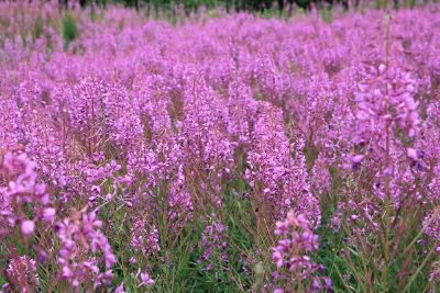 purple wildflowers