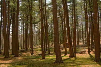 picnic tables in forest