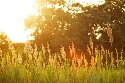 field at sunset