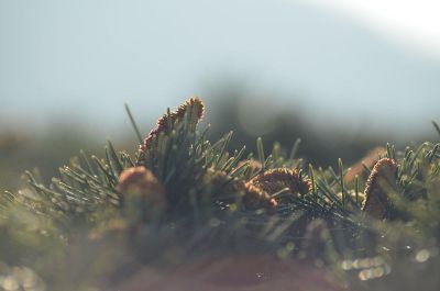 pine tree closeup