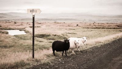 sheep on the road
