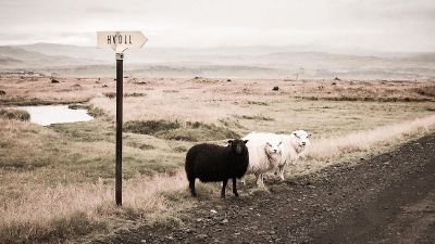 sheep on the road