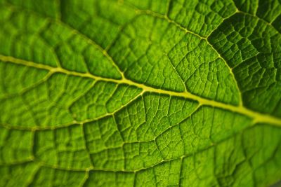 a bright green leaf up close