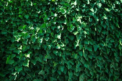 wall of ivy like the cubs