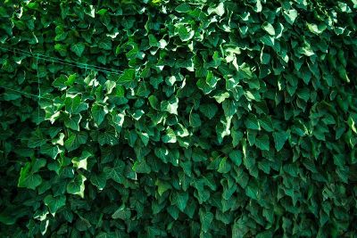 wall of ivy like the cubs