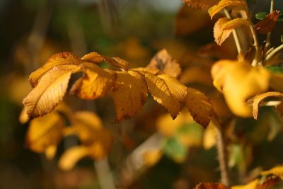 leaves turning in the fall