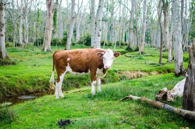 cow is grazing