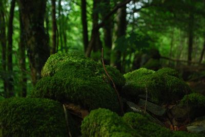 lush green forest wallpaper