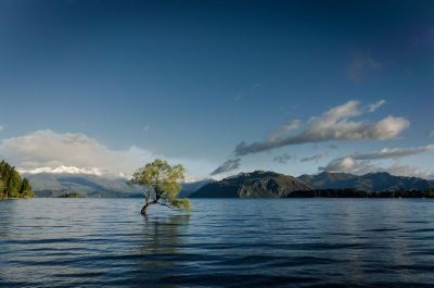 tree in a lake