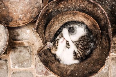 cat in a bowl