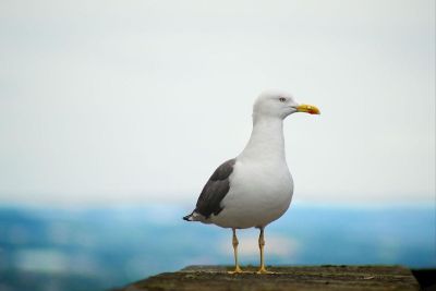 lovely seagull