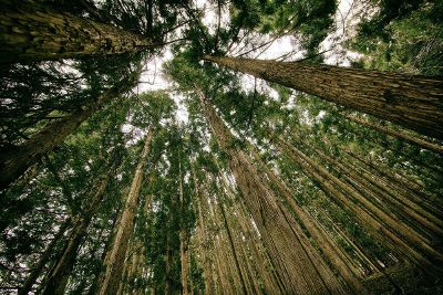 looking up into tall trees