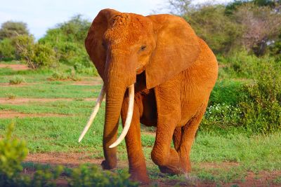 elephant in nature