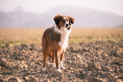 dog outdoors