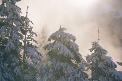 snow on pine trees