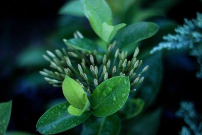 flowers about to bloom