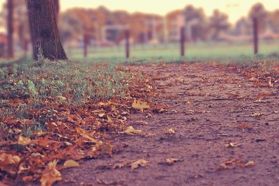 leaves in the fall